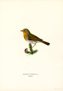 Robin (barva lito)