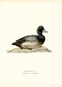American Scaup Duck (barevná lito) od Magnus Ferdinand and Wilhelm von Wright