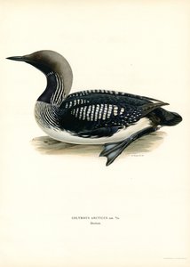 Arctic Loon (barevné lito) od Magnus Ferdinand and Wilhelm von Wright