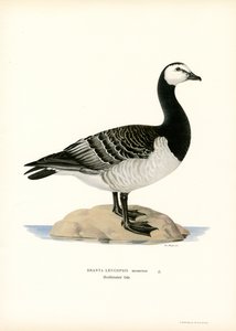 Barnacle Goose (barevná lito) od Magnus Ferdinand and Wilhelm von Wright