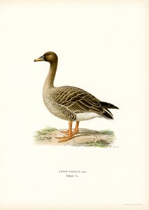 Bean Goose (barva lito) od Magnus Ferdinand and Wilhelm von Wright