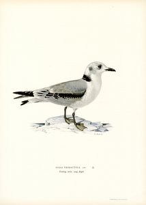Kittiwake černonohá (barevná lito) od Magnus Ferdinand and Wilhelm von Wright