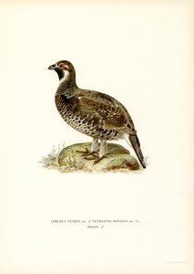 Tetřev x Tetřev lískový (barva lito) od Magnus Ferdinand and Wilhelm von Wright