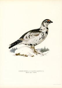 Tetřev x Willow Ptarmigan (barva lito) od Magnus Ferdinand and Wilhelm von Wright