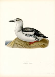 Black Guillemot (barevné lito) od Magnus Ferdinand and Wilhelm von Wright
