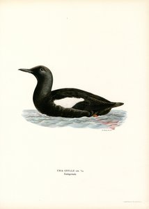 Black Guillemot (barevné lito) od Magnus Ferdinand and Wilhelm von Wright