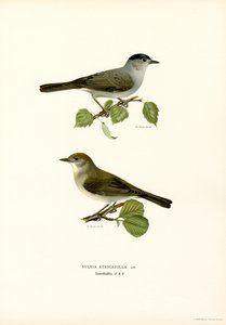 Blackcap (barva lito) od Magnus Ferdinand and Wilhelm von Wright