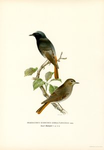 Blackstart (barevné lito) od Magnus Ferdinand and Wilhelm von Wright
