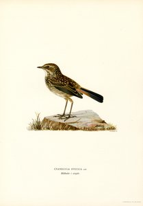 Bluethroat (barva litho) od Magnus Ferdinand and Wilhelm von Wright