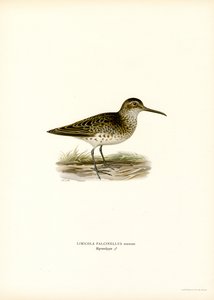 Sandpiper širokozobý (barevný litho) od Magnus Ferdinand and Wilhelm von Wright