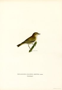 Chiffchaff (barva lito) od Magnus Ferdinand and Wilhelm von Wright