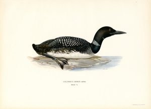 Common Loon (barva litho) od Magnus Ferdinand and Wilhelm von Wright