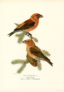 Crossbill (barva lito) od Magnus Ferdinand and Wilhelm von Wright