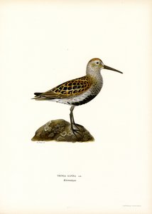 Dunlin (barevné lito) od Magnus Ferdinand and Wilhelm von Wright