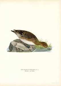 Euroasijský Wigeon (barevný litho) od Magnus Ferdinand and Wilhelm von Wright