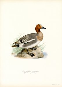 Eurasijský Wigeon (barva lito) od Magnus Ferdinand and Wilhelm von Wright