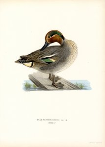 Teal evropská (barva lito) od Magnus Ferdinand and Wilhelm von Wright