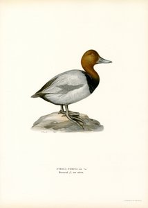 Evropský pochard (barva lito) od Magnus Ferdinand and Wilhelm von Wright