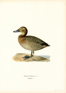 Evropský pochard (barva lito) od Magnus Ferdinand and Wilhelm von Wright