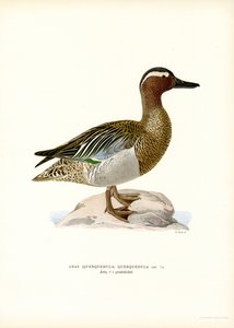 Garganey (barva lito) od Magnus Ferdinand and Wilhelm von Wright
