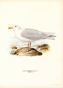 Glaucous racek (barevné litho) od Magnus Ferdinand and Wilhelm von Wright