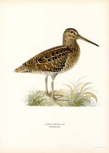 Snipe velký (barva lito) od Magnus Ferdinand and Wilhelm von Wright