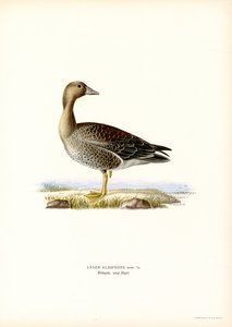 Husa velká (barva lito) od Magnus Ferdinand and Wilhelm von Wright