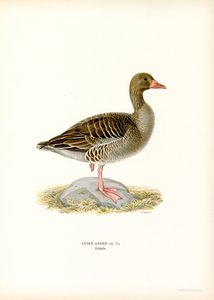 Šedá husa (barva lito) od Magnus Ferdinand and Wilhelm von Wright