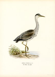 Volavka popelavá (barva lito) od Magnus Ferdinand and Wilhelm von Wright