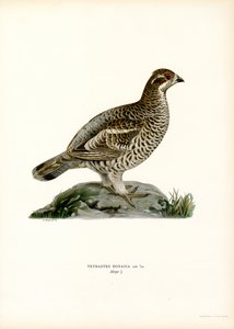 Hazel Grouse (barva lito)