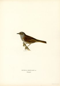 Hedge Warbler (barva lito) od Magnus Ferdinand and Wilhelm von Wright