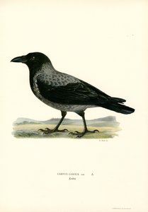 Vrána kapucí (barva litho) od Magnus Ferdinand and Wilhelm von Wright