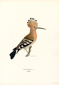 Dudek (barva litho)