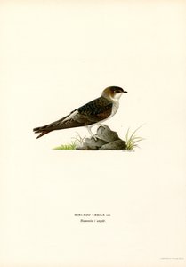 House Martin (barva lito) od Magnus Ferdinand and Wilhelm von Wright