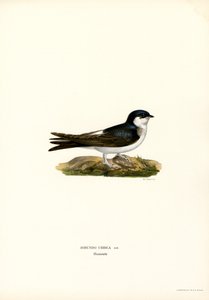 House Martin (barva lito) od Magnus Ferdinand and Wilhelm von Wright