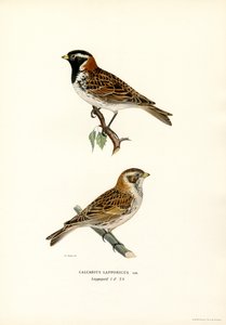 Strnad laponský (barva lito) od Magnus Ferdinand and Wilhelm von Wright