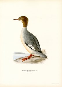 Velký Merganser (barva lito) od Magnus Ferdinand and Wilhelm von Wright