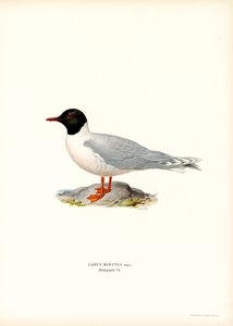 Racek (barva lito) od Magnus Ferdinand and Wilhelm von Wright