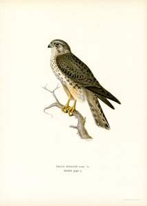 Merlin (barva lito) od Magnus Ferdinand and Wilhelm von Wright