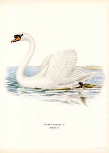 Mute Swan (barevné lito) od Magnus Ferdinand and Wilhelm von Wright