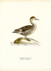 Pintail severní (barva lito) od Magnus Ferdinand and Wilhelm von Wright