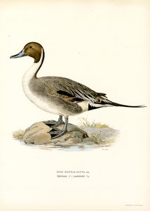 Pintail severní (barva lito)