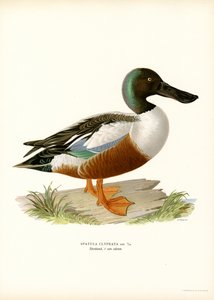 Northern Shoveler (barva lito) od Magnus Ferdinand and Wilhelm von Wright