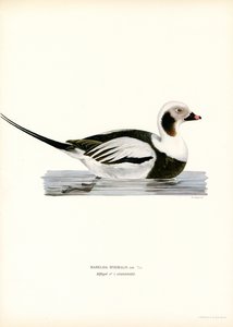 Oldsquaw Duck (barevná lito) od Magnus Ferdinand and Wilhelm von Wright