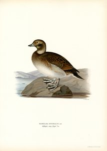 Oldsquaw Duck (barevná lito) od Magnus Ferdinand and Wilhelm von Wright