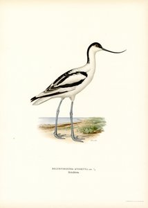 Pied Avocet (barva lito) od Magnus Ferdinand and Wilhelm von Wright