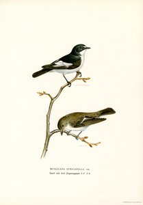 Mucholapka strakatá (barva lito) od Magnus Ferdinand and Wilhelm von Wright