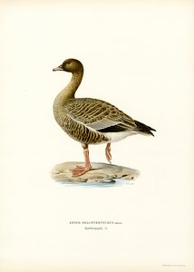 Pink-footed Goose (colour litho)   1412974   cs       czech Successfully Translated  Original: Unbekanntes Bild Translat: Unbekanntes Bild 1209713 cs czech Successfully Translated Original: Title Page Translat: Title Page 1241003 cs czech Successfully Tran od Magnus Ferdinand and Wilhelm von Wright