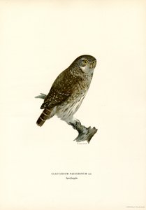 Pygmy sova (barevná lito) od Magnus Ferdinand and Wilhelm von Wright