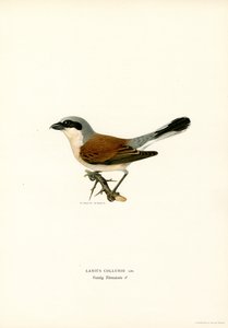Ťuhýk červenohřbetý (barva litho)
